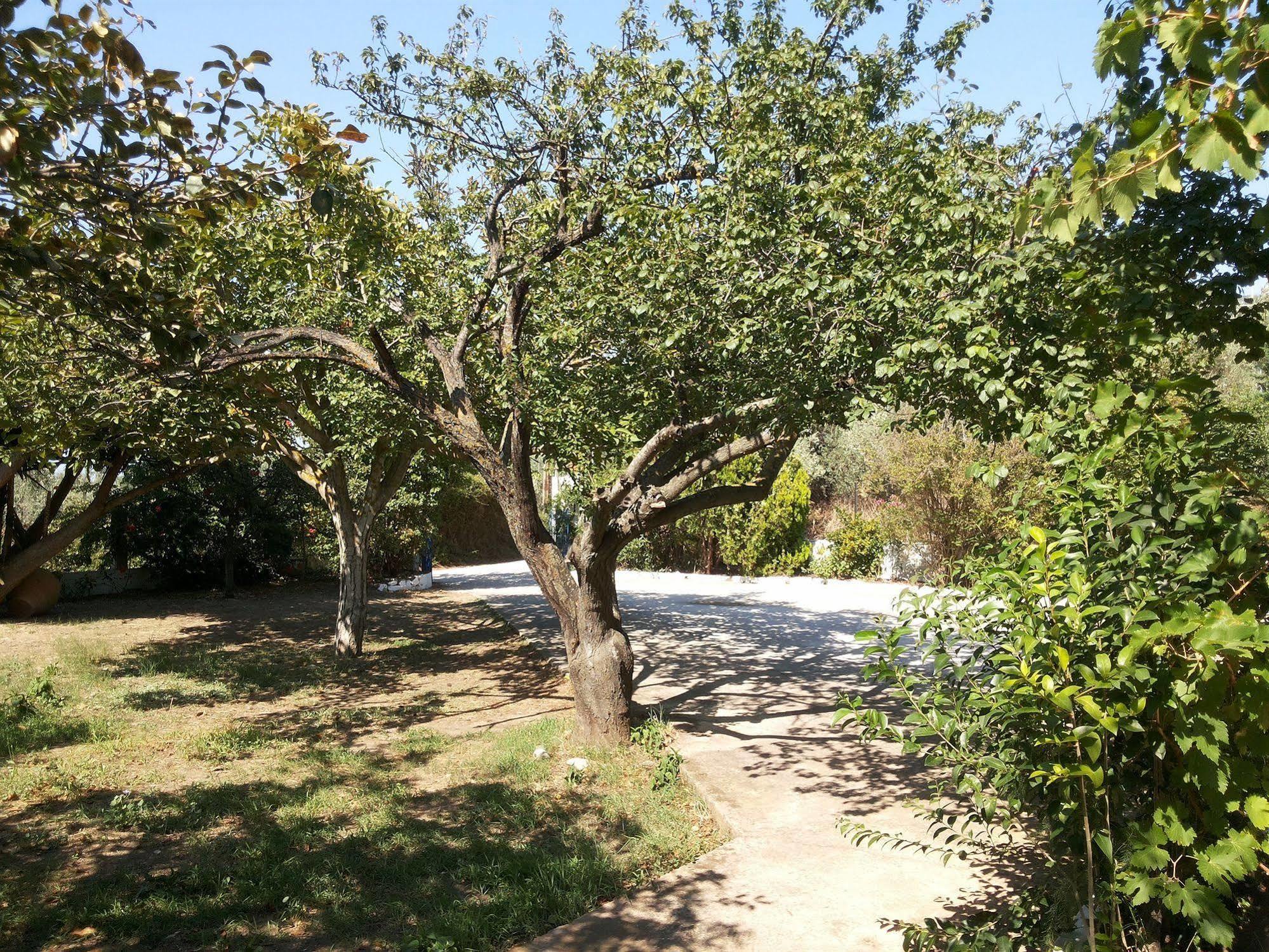 Rastoni Guest House Skopelos Extérieur photo